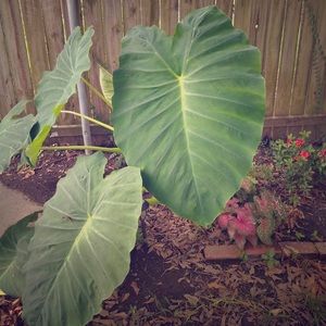 Meet your Posher, Kal